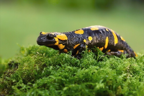 Salamandra škvrnitá