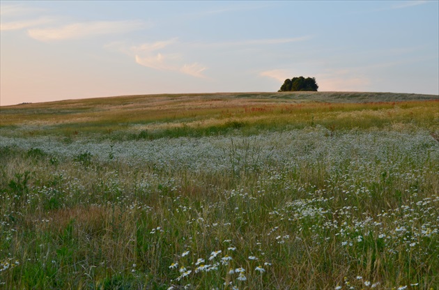 Spomienka na leto