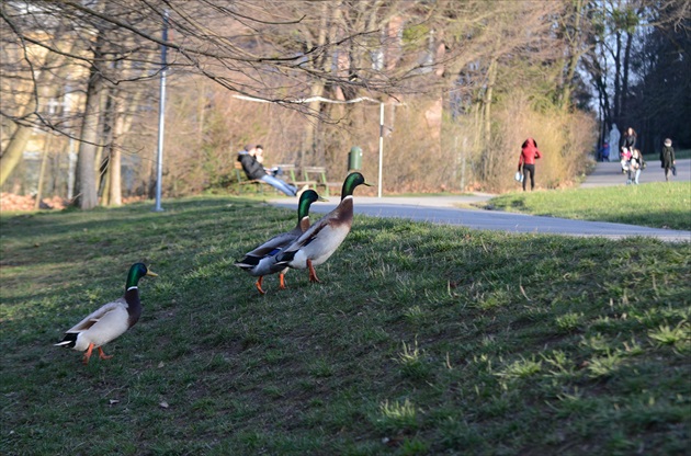 Počkajte na mňa ...