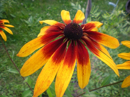 Rudbekia