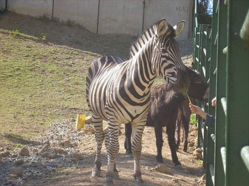 Zebra