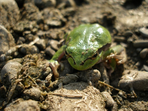 Žaba