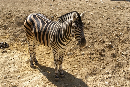 zebra 2