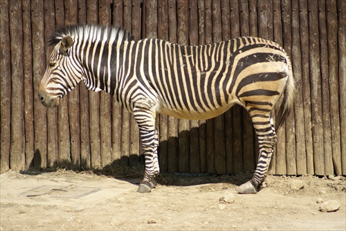 Zebra 3