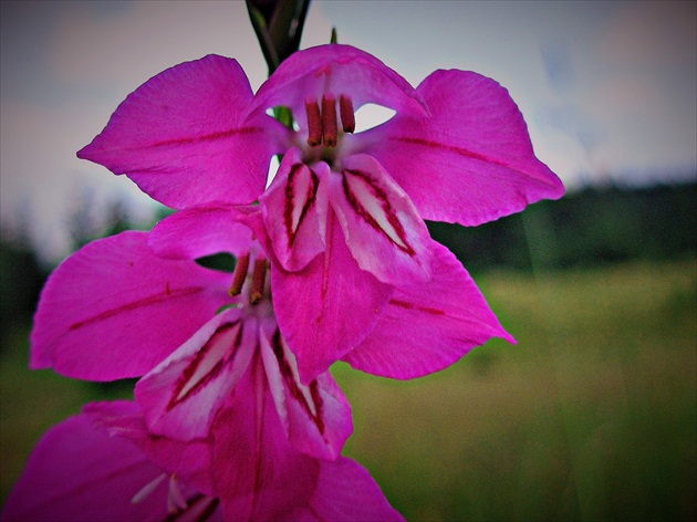 Divá gladiola