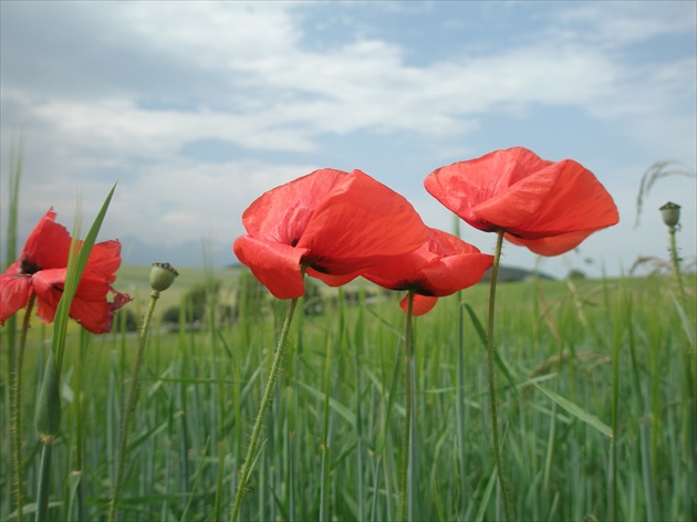 Vlčie maky