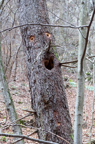 Prekvapený strom