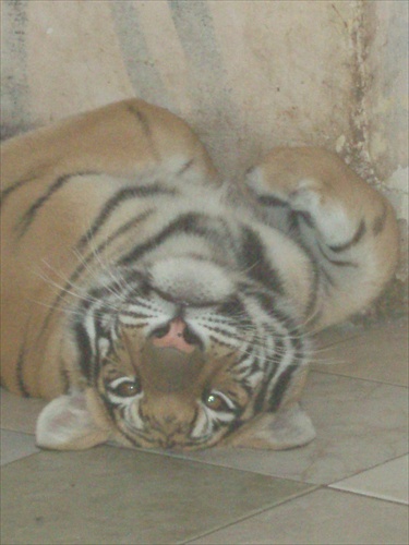 Tiger