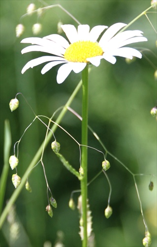 margarétka