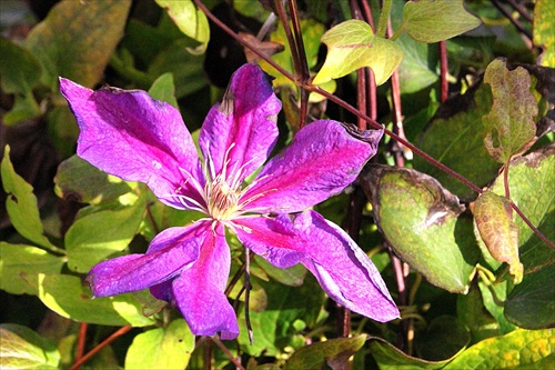 "Dušičkový" clematis