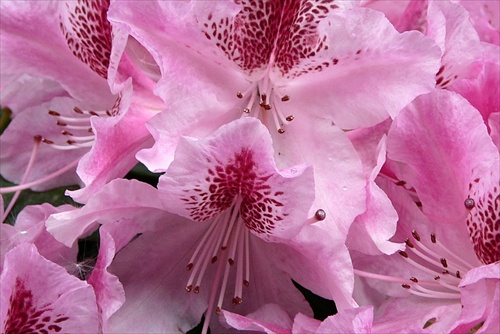 Rododendron /2/