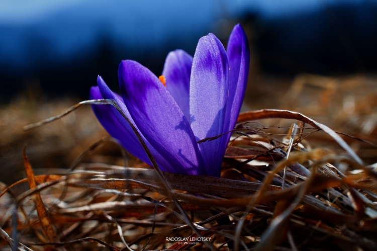 Crocus - Šafrán