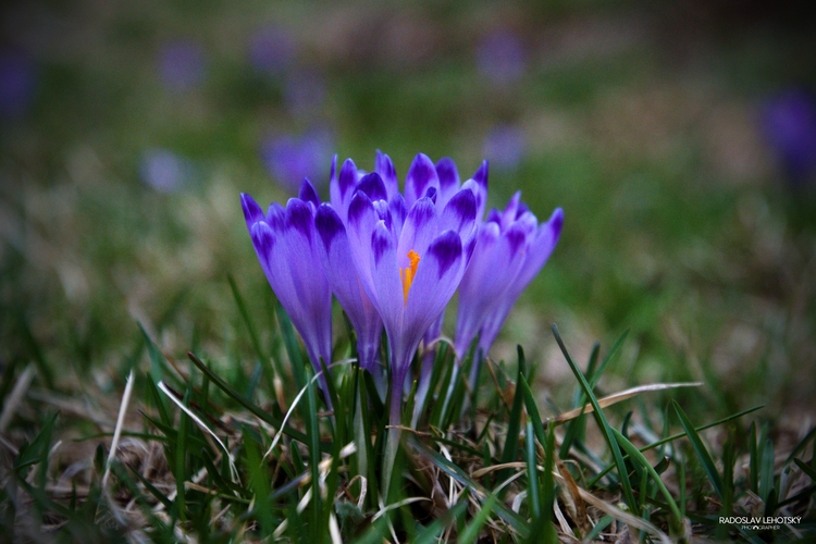 Crocusy