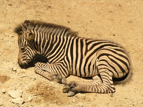 zebra