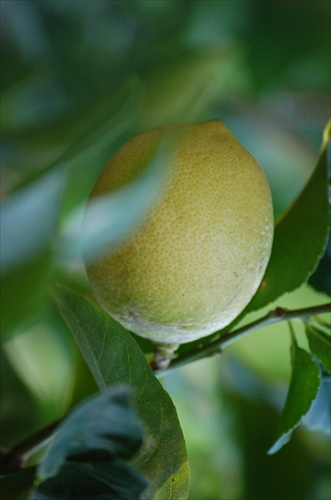 Citronnaopak