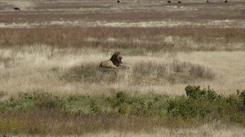 AFRIKA, Tanzania krater Ngorongoro