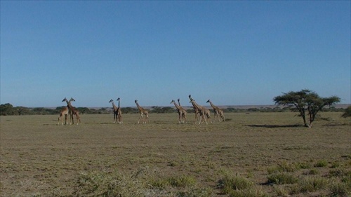 Afrika , Tanzania krater Ngorongoro