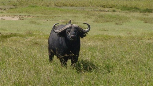 Afrika , Tanzania krater Ngorongoro