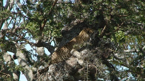 Afrika , Tanzania krater Ngorongoro