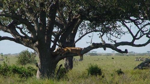 Afrika , Tanzania krater Ngorongoro