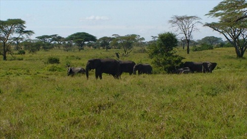 Afrika Tanzania krater Ngorongoro