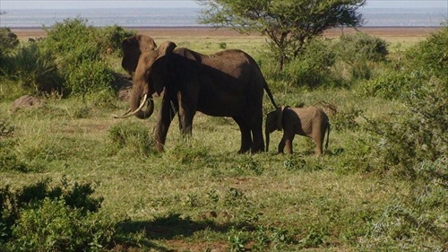 Afrika Tanzania krater Ngorongoro