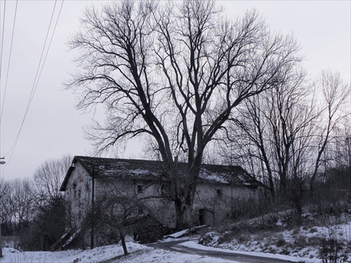 Riečansky stary strom