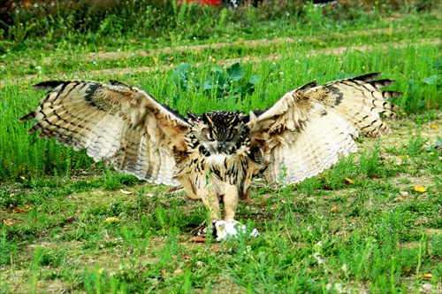 Bubo v plnom nasadeni