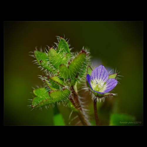 veronika brečtanolistá - (Veronica hederifolia L.)