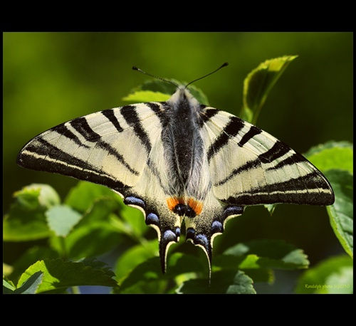 Vidlochvost ovocný-Iphiclides podalirius