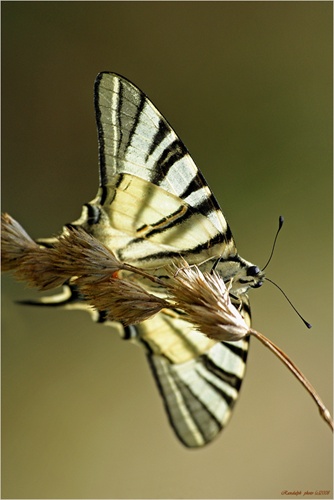 Vidlochvost ovocný-Iphiclides podalirius