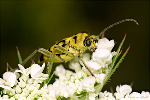 Saperda scalaris