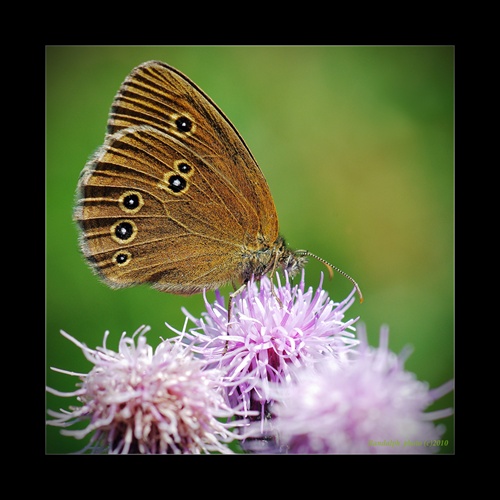 Očkáň obyčajný (Aphantopus hyperantus)