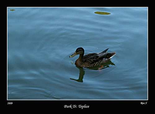 park Tr. Teplice