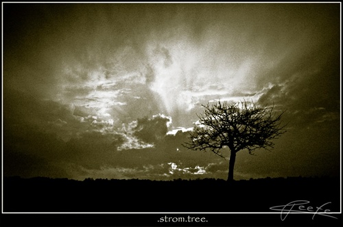 strom.tree