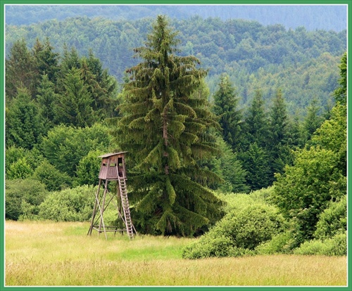 Postriežka na diviaky