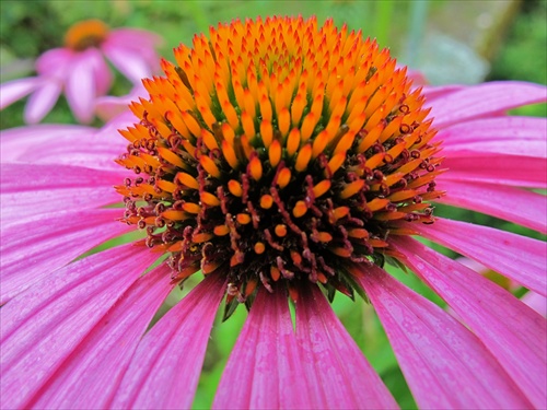 Rudbekia