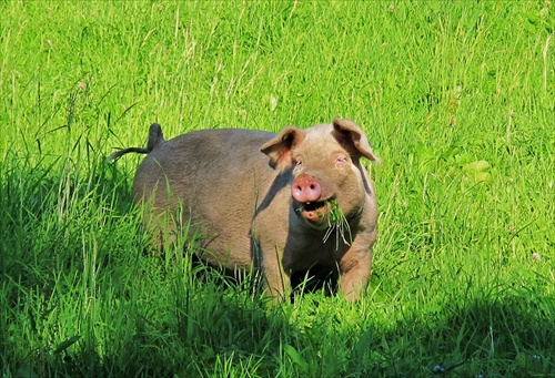 Nevyrušujte ma s tým foťákom!