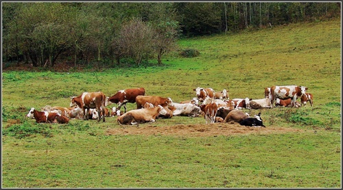 Siesta