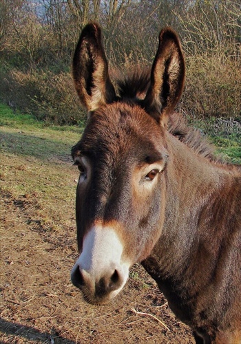 Fešák Fuxo