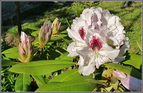 Rododendron