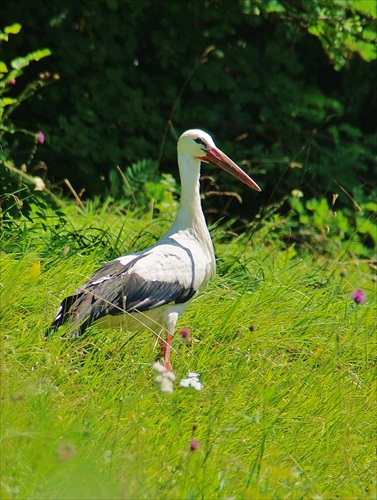 Hľadá žaby