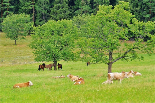 Spoločná pohoda