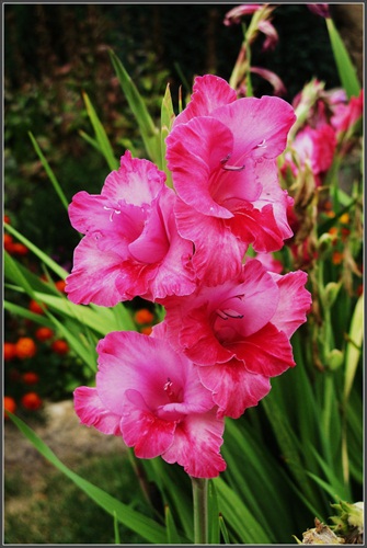 Gladiola