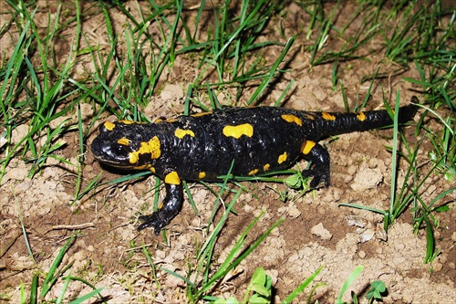 Salamandra škvrnitá