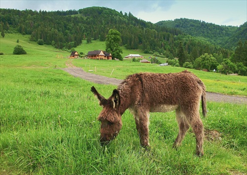 Ušaté a chlpaté