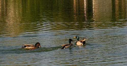 šantenie