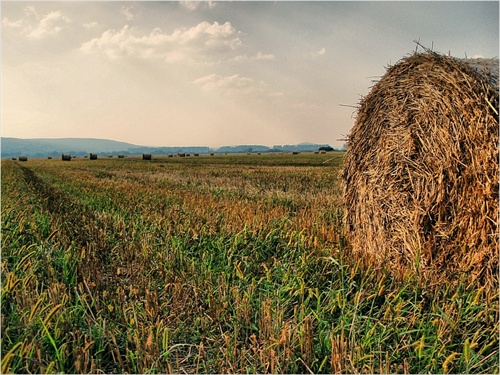 súmrak nad poľom