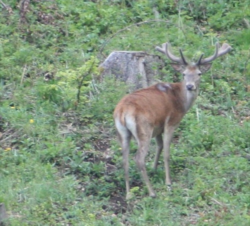 Jeleň