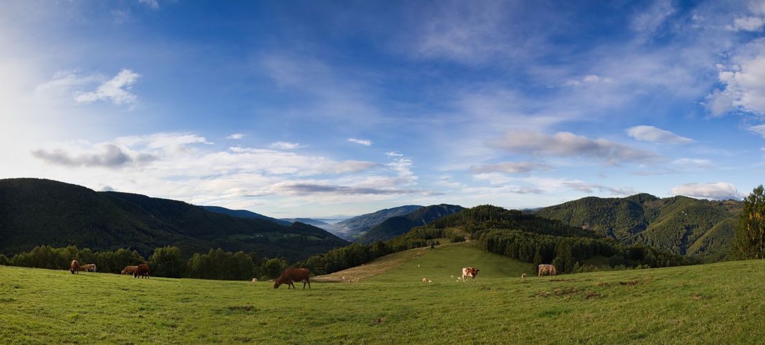 na rannej paši